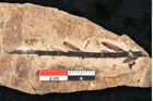Foto (Detailansicht) von Sequoia hardtii Endl. (NHMW-GEO-2024-0188-8243)